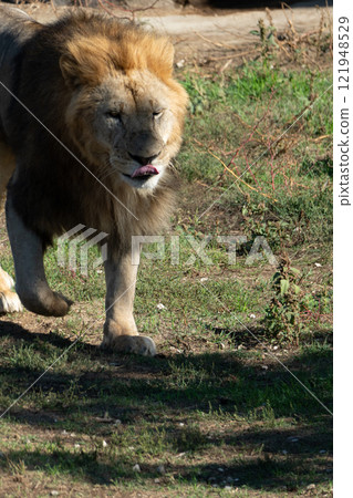 Lion Zoo Enclosure Walking Grass 121948529