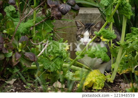 Stray cats with brown and tabby patterns peeking out from behind the leaves in a field Stray cats with brown and tabby patterns peeking out from behind the leaves in a field 121948559