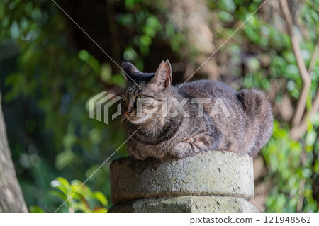 A stray cat with a brown tabby pattern sitting on a pole in the woods of a natural park 121948562