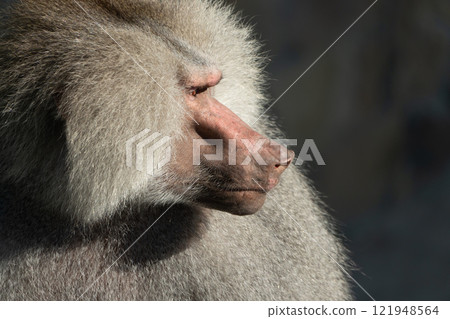 Baboon Portrait Zoo Animal Closeup. A hamadryas baboon stares intensely at the camera, its long, gray fur and prominent snout visible. 121948564
