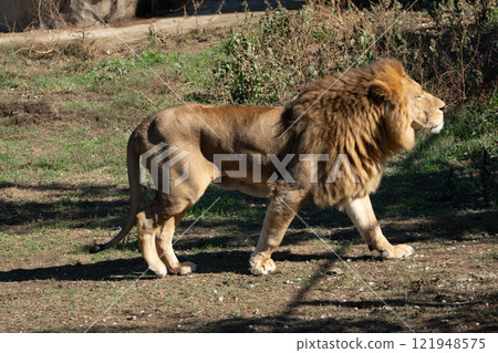 Lion, Zoo, Walking - A male lion walks in a zoo enclosure. 121948575