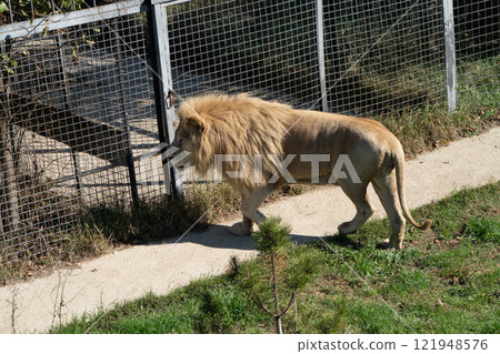 Lion Zoo Enclosure Walking - A white lion walks along a concrete path inside a zoo enclosure. 121948576