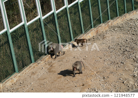 Monkeys Zoo Enclosure Habitat - Two monkeys in a zoo enclosure near a fence. 121948577