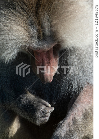 Baboon Portrait Zoo Animal Closeup. A hamadryas baboon stares intensely at the camera, its long, gray fur and prominent snout visible. Baboon Portrait Zoo Animal Closeup. A hamadryas baboon stares intensely at the camera, its long, gray fur and prominent snout visible. 121948578