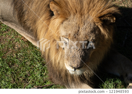 Lion Resting Grass Close-up - A close-up image of a lion resting in the grass, likely taken at a zoo or wildlife preserve. Lion Resting Grass Close-up - A close-up image of a lion resting in the grass, likely taken at a zoo or wildlife preserve. 121948593