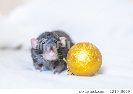 Rat, Christmas Ornament, White Background: Black rat sitting next to golden Christmas ornament on white background. 121948609