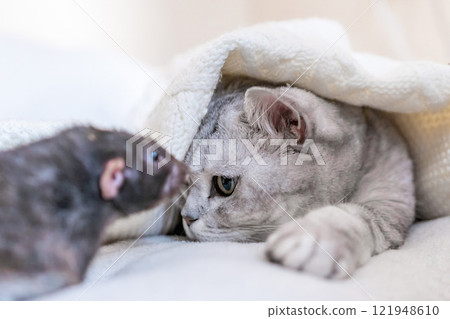 Cat Rat Blanket - Closeup of a cat and a rat lying on a white blanket. Cat Rat Blanket - Closeup of a cat and a rat lying on a white blanket. 121948610