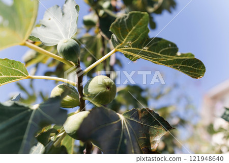 Figs with green leaves and small green fruits. The fruits are collected together on the branches. The sky is clear and blue. Figs with green leaves and small green fruits. The fruits are collected together on the branches. The sky is clear and blue. 121948640