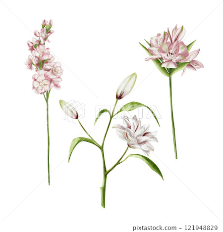 alstroemeria, lily and mathiolla. A set of flowers for a bouquet. Watercolor illustration without background, Pink petals. Spring and summer flowers for cards for March 8, Mother's Day and wedding. alstroemeria, lily and mathiolla. A set of flowers for a bouquet. Watercolor illustration without background, Pink petals. Spring and summer flowers for cards for March 8, Mother's Day and wedding. 121948829