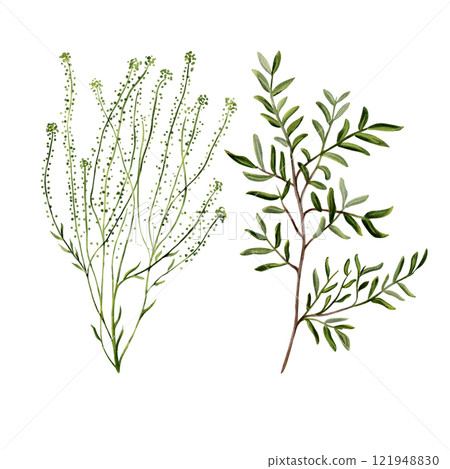 Branches of plants with small leaves. Versatile botanical twigs with green stems and leaves, similar to algae. For florist bouquets. Watercolor illustration without background. Set of simple plants.  121948830