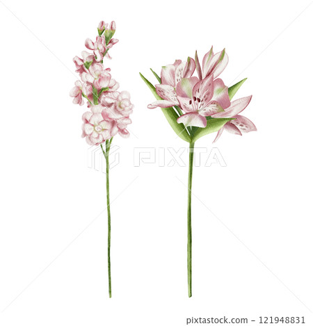 alstroemeria and mathiolla. Set of watercolor flowers. Vintage illustration. Pink flowers on long stems. Mathiolla is similar to lilac. Making bouquets. For holiday cards. alstroemeria and mathiolla. Set of watercolor flowers. Vintage illustration. Pink flowers on long stems. Mathiolla is similar to lilac. Making bouquets. For holiday cards. 121948831