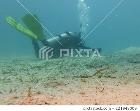 A pipefish found on a muck dive with a scuba diver in the background  121949009