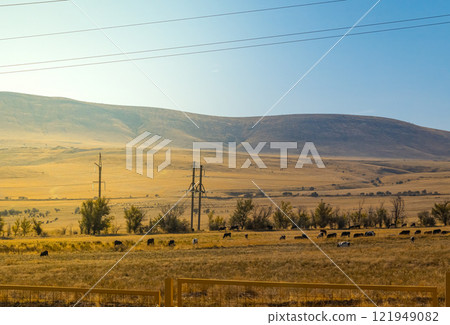 grazing on a pasture in the early autumn morning 121949082