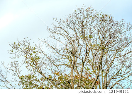 A tree crown against a blue sky creates a stunning visual 121949131