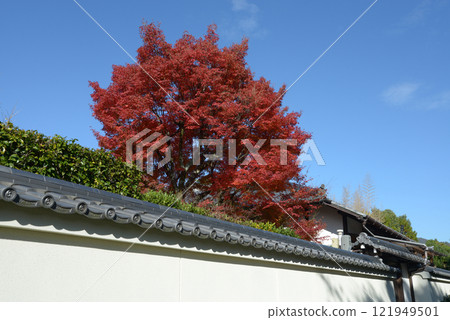 Autumn leaves at Dairyu-in Temple, Myoshinji Temple, Hanazono, Ukyo Ward, Kyoto City Autumn leaves at Dairyu-in Temple, Myoshinji Temple, Hanazono, Ukyo Ward, Kyoto City 121949501
