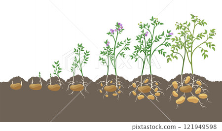 Potatoes plant growing process from seed to ripe vegetables on plants isolated on white background. Potato growth stages, planting process, plant life cycle infographic elements in flat design 121949598