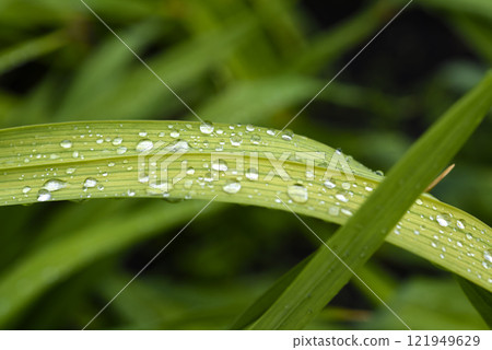 Raindrops on the leaves. Dew on plants. Plants after rain. Raindrops on the leaves. Dew on plants. Plants after rain. 121949629