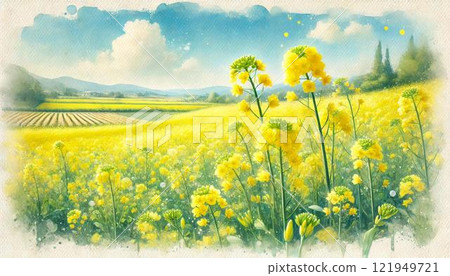 油菜田 油菜田 121949721