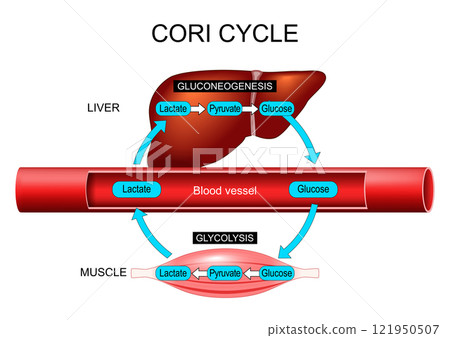 Cori cycle. glycolysis and gluconeogenesis. Cori cycle. glycolysis and gluconeogenesis. 121950507