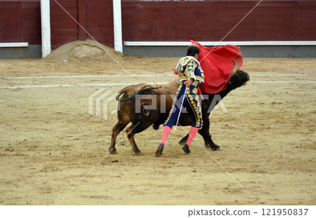 Traditional bullfighting scene with matador performing in arena. Torero in a costume of light with a red muleta in front of a bull in a bullring. Spanish traditions 121950837