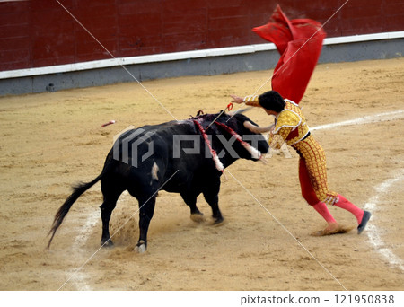 Traditional spanish bullfighting scene in arena highlighting matador's skill. Torero in a costume of light with a red muleta in front of a bull in a bullring. Spanish traditions 121950838