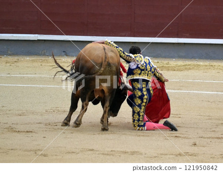 Dynamic bullfighting scene with matador and bull in traditional arena setting. Torero in a costume of light with a red muleta in front of a bull in a bullring. Spanish traditions 121950842