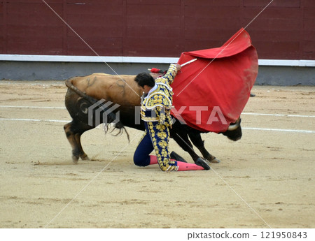 Traditional spanish bullfighting scene with matador and charging bull in arena. Torero in a costume of light with a red muleta in front of a bull in a bullring. Spanish traditions 121950843