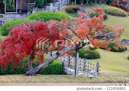 Autumn leaves of Okayama Korakuen Autumn leaves of Okayama Korakuen 121950881