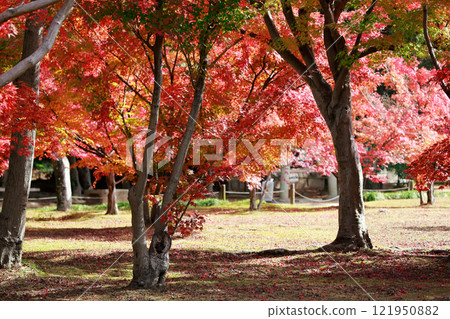 Autumn leaves of Okayama Korakuen Autumn leaves of Okayama Korakuen 121950882