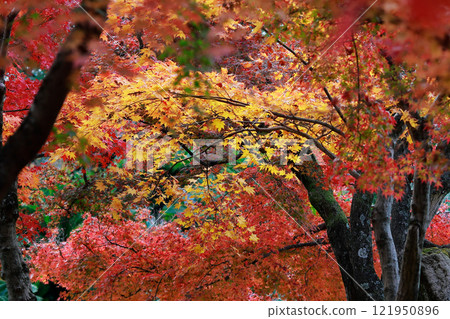 岡山後樂園秋葉 121950896