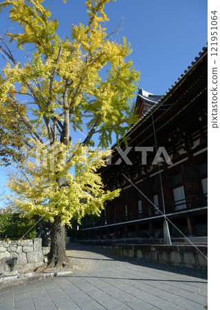 The yellow leaves of the ginkgo tree at the Goei-do Hall of Konkai-Komyoji Temple, Kurodani, Sakyo Ward, Kyoto City The yellow leaves of the ginkgo tree at the Goei-do Hall of Konkai-Komyoji Temple, Kurodani, Sakyo Ward, Kyoto City 121951064