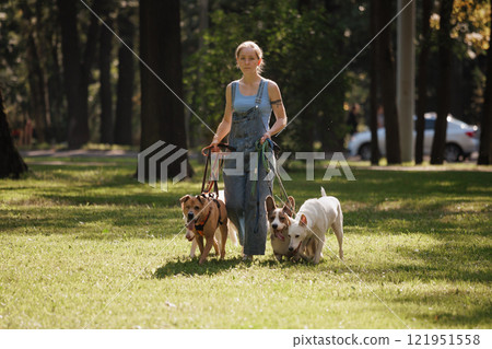dog walker, dog handler on a walk with their pets. owner of the pet walks through meadow of park dog walker, dog handler on a walk with their pets. owner of the pet walks through meadow of park 121951558