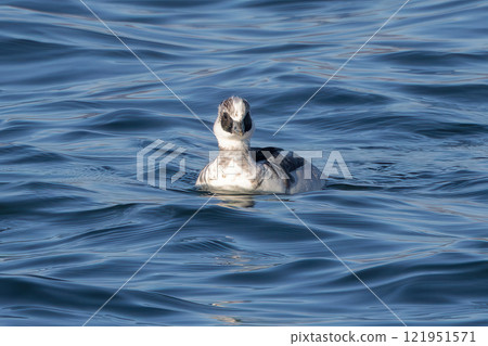 A smarrowhawk swimming in a winter river 121951571