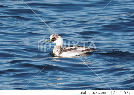 A smarrowhawk swimming in a winter river 121951572
