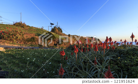 Winter in Tsumekizaki in the morning 121951624