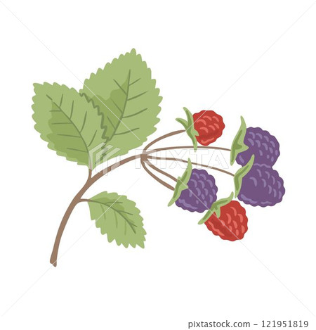A sprig of blackberries 121951819