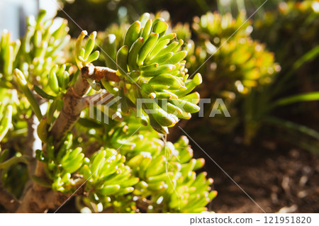 Landscape and cacti of Taormina in Sicily Landscape and cacti of Taormina in Sicily 121951820