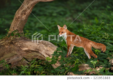Red fox cub standing on a tree in a forest 121951883