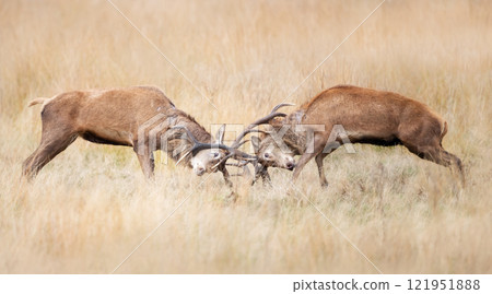 Red deer stags fighting during the rutting season in autumn 121951888