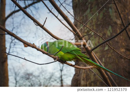A vibrant green parakeet perches on a bare tree branch in a London park. The bird's vivid plumage contrasts with the muted winter landscape and overcast sky. A vibrant green parakeet perches on a bare tree branch in a London park. The bird's vivid plumage contrasts with the muted winter landscape and overcast sky. 121952370