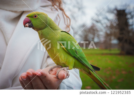 A vibrant green parakeet sits on a person's hand in a London park. The scene includes bare trees, a grassy field, and an overcast sky, indicating winter. 121952385