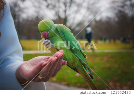 A vibrant green parakeet nibbles food on a person's hand in a London park. Leafless trees and blurred figures suggest a winter setting, enhancing the scene. 121952423
