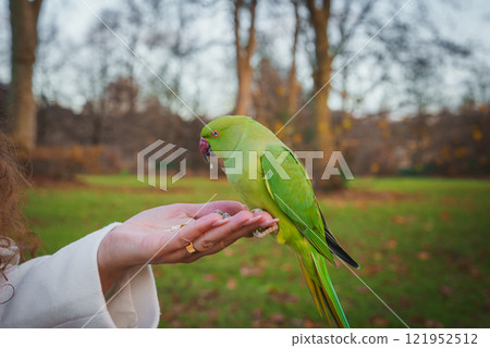 A vibrant green parakeet with a red beak sits on a person's hand in a London park. Leafless trees and grass create a typical winter city park scene. A vibrant green parakeet with a red beak sits on a person's hand in a London park. Leafless trees and grass create a typical winter city park scene. 121952512