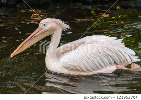 Great white pelican swimming 121952704