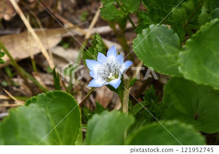 Tateyamarindou is an alpine plant with beautiful pale blue petal tips found in the wetlands of Tsugaike in Shinshu. Tateyamarindou is an alpine plant with beautiful pale blue petal tips found in the wetlands of Tsugaike in Shinshu. 121952745