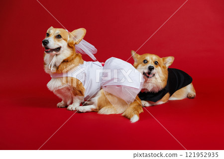 Elegant corgi couple in wedding attire, spreading love and charm with a red festive backdrop 121952935