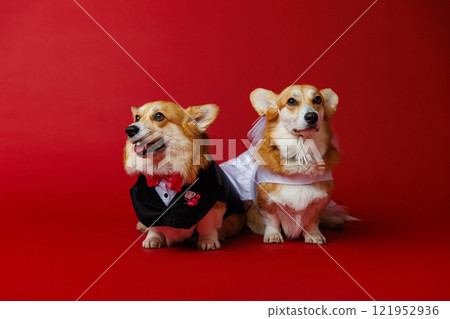 Elegant corgi couple in wedding attire, spreading love and charm with a red festive backdrop 121952936
