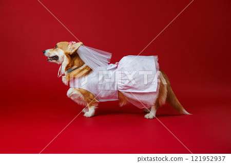 Elegant corgi bride in a stunning white dress and veil, walking gracefully against a red backdrop Elegant corgi bride in a stunning white dress and veil, walking gracefully against a red backdrop 121952937