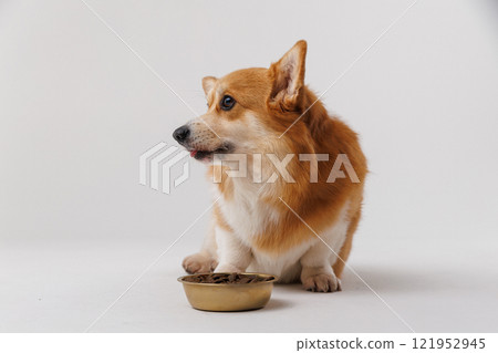 Adorable corgi staring at its food bowl, waiting for mealtime. Perfect pet photography moment 121952945