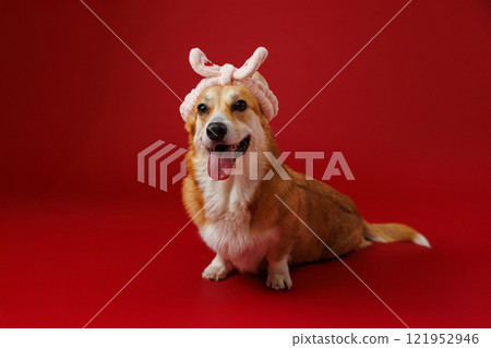 Cheerful corgi wearing a pink bunny headband, perfect for playful and pet-themed stock imagery 121952946